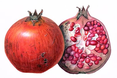 Pomegranate by Margaret Ann Eden